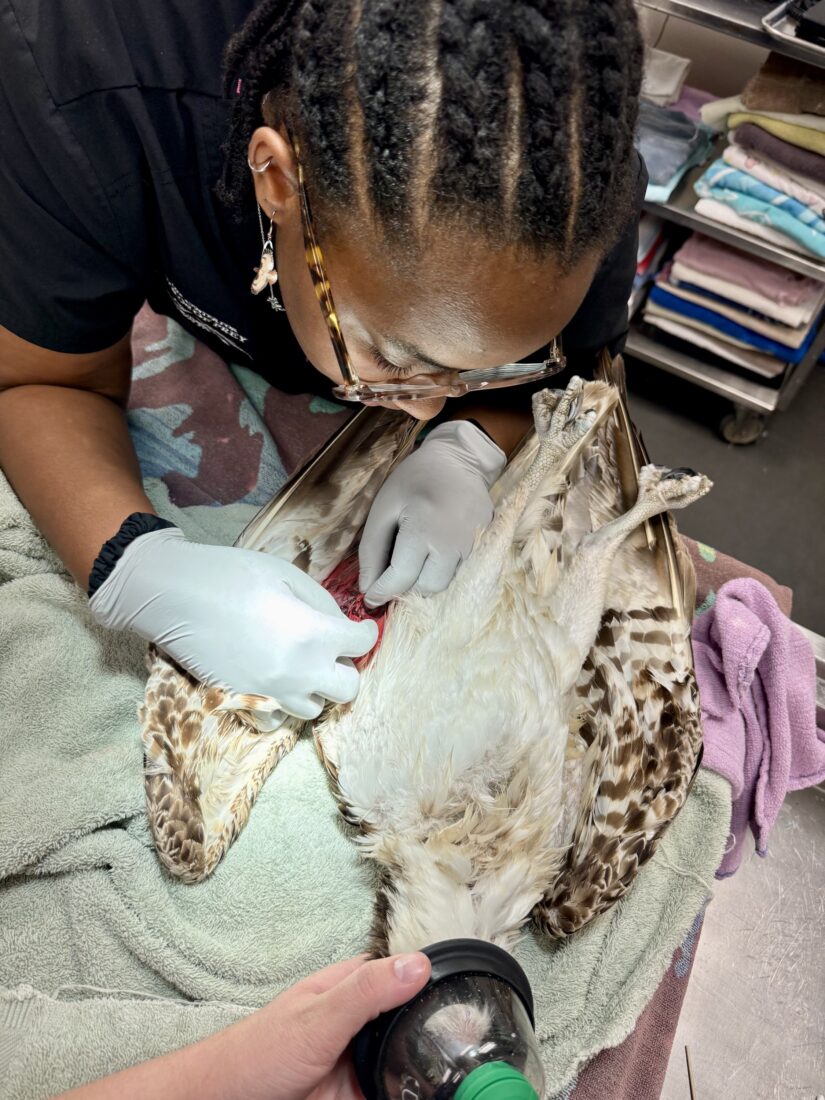 A doctor removes a hook from an osprey on a medical table