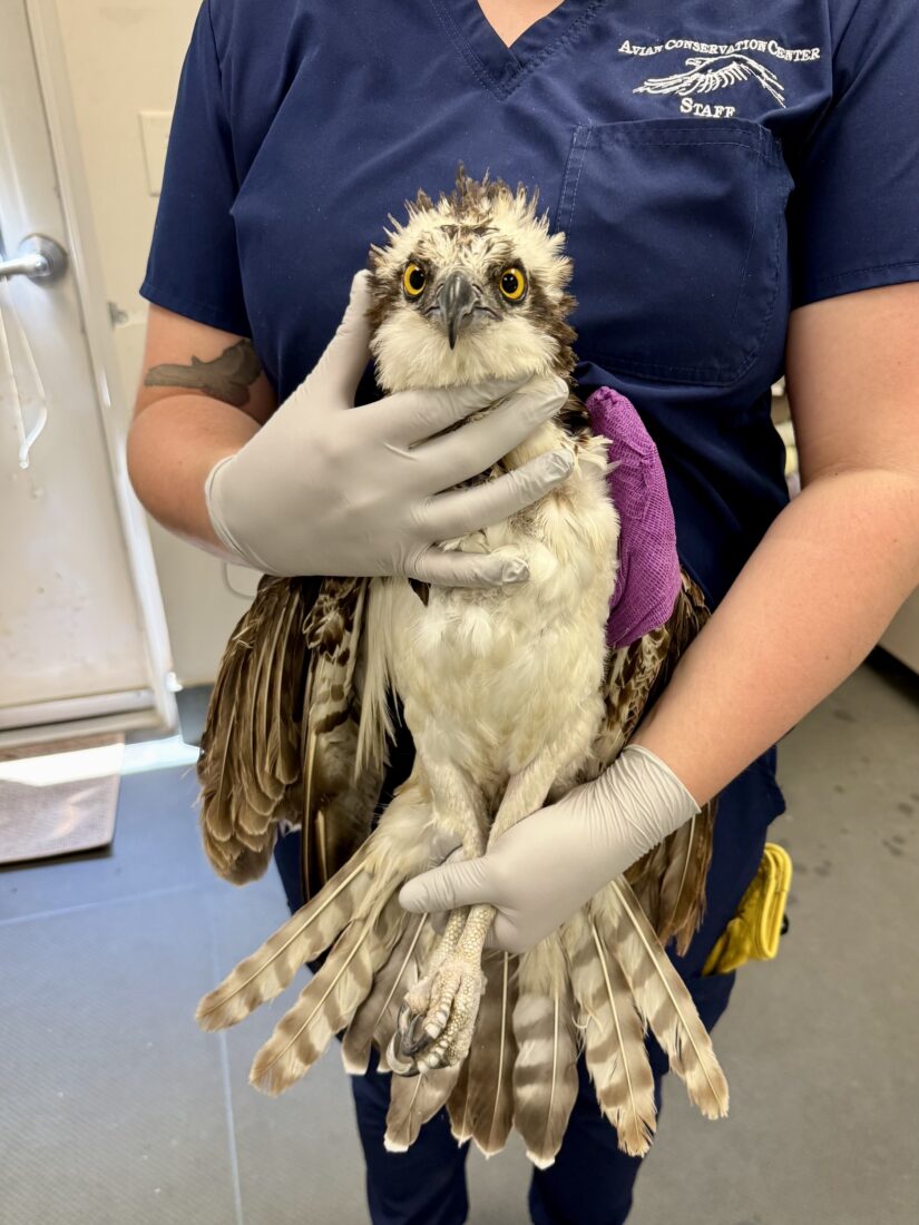 A doctor holds a recovering osprey