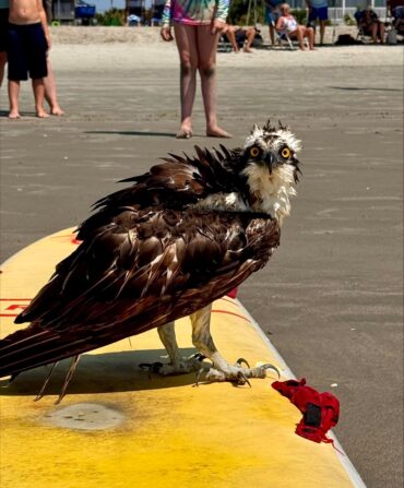 A wet osprey perches on a surfboard