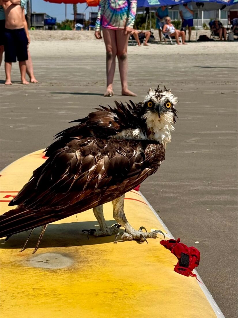 A wet osprey perches on a surfboard