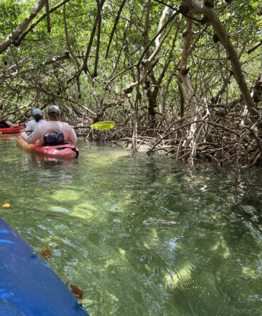 A kayak in a tree-covered watering hole area