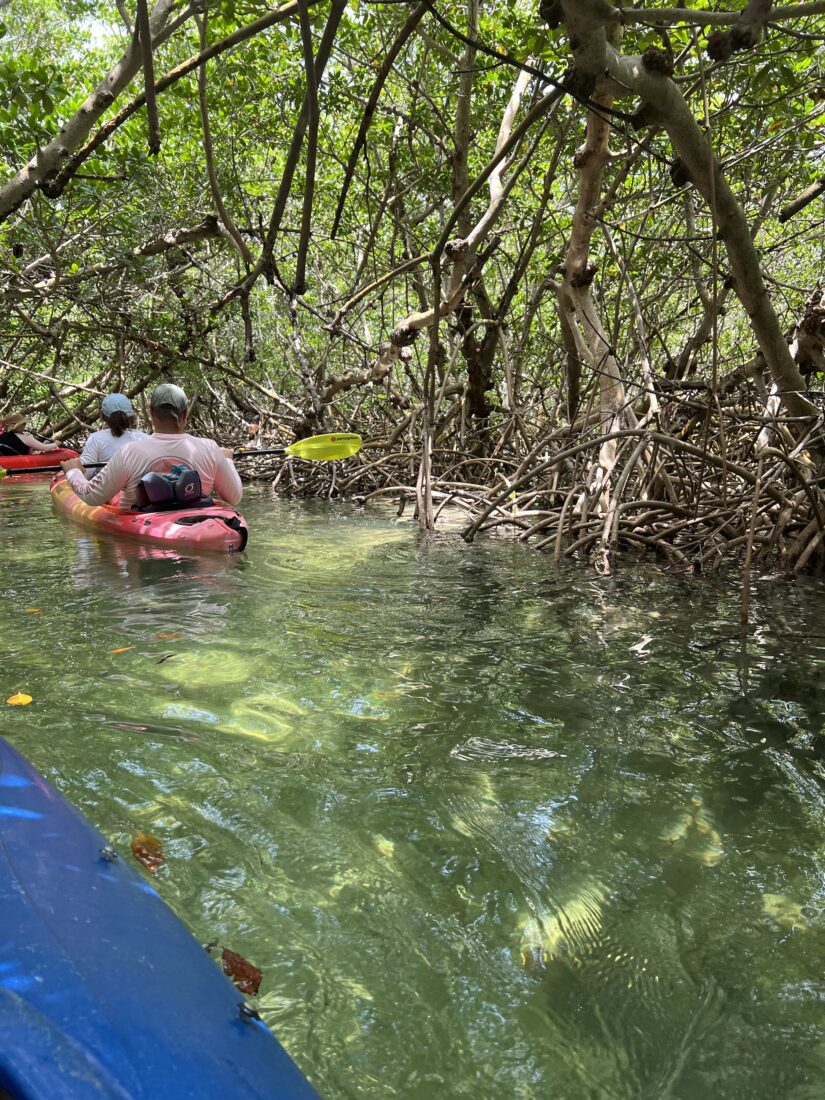 A kayak in a tree-covered watering hole area