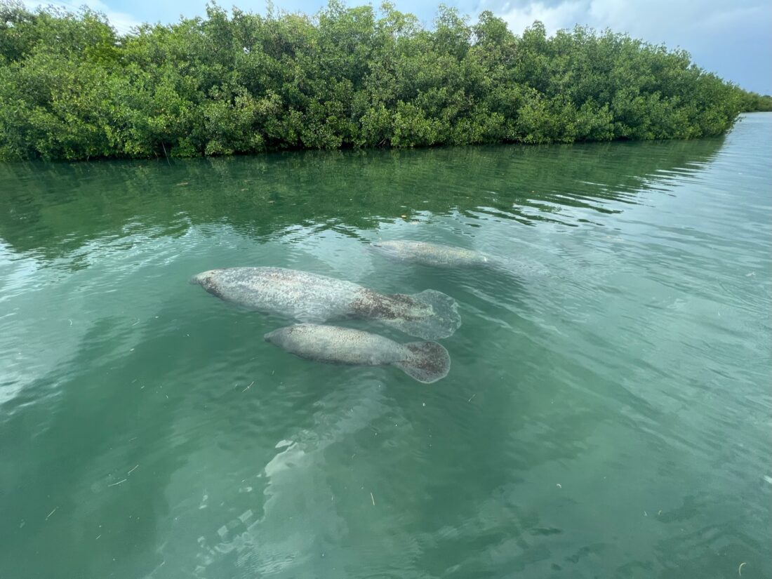 A group of manatees by a mangrove forest