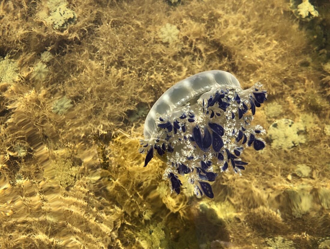 A Cassiopea jellyfish