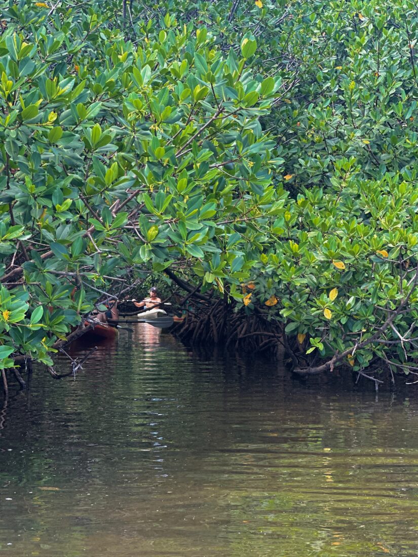 A mangrove tunnel in water