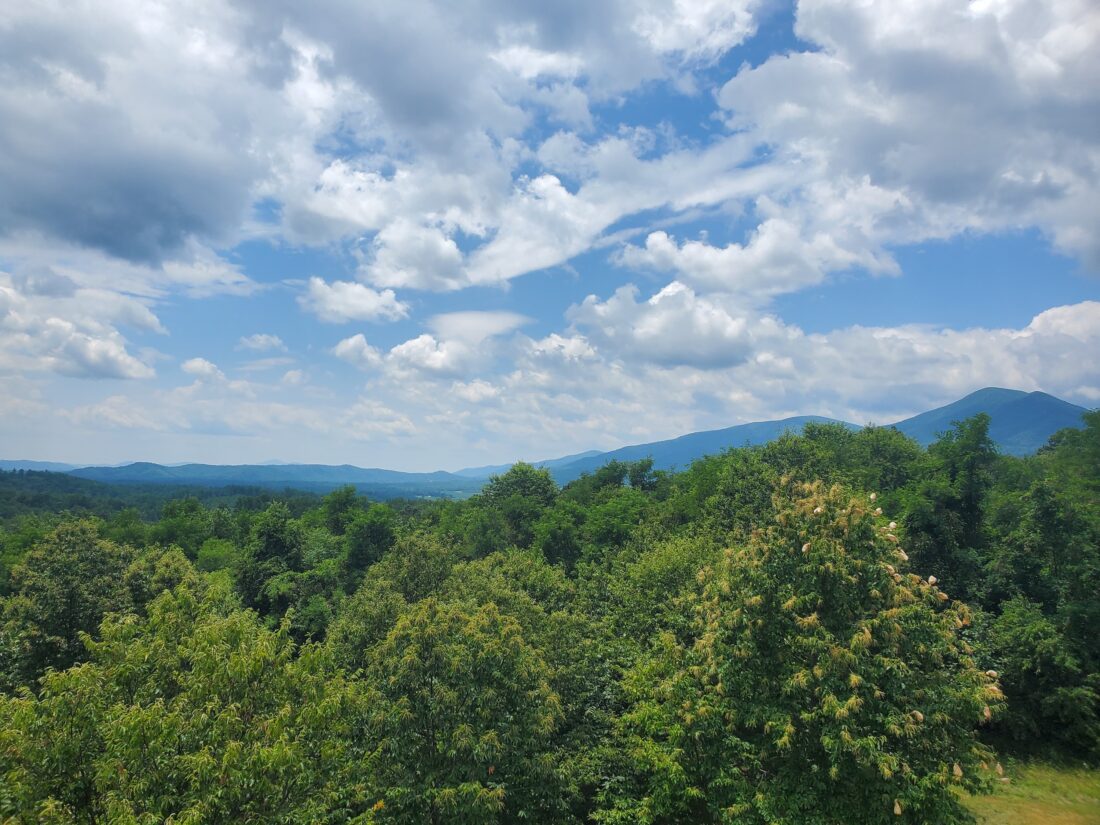 Lesesne State Forest