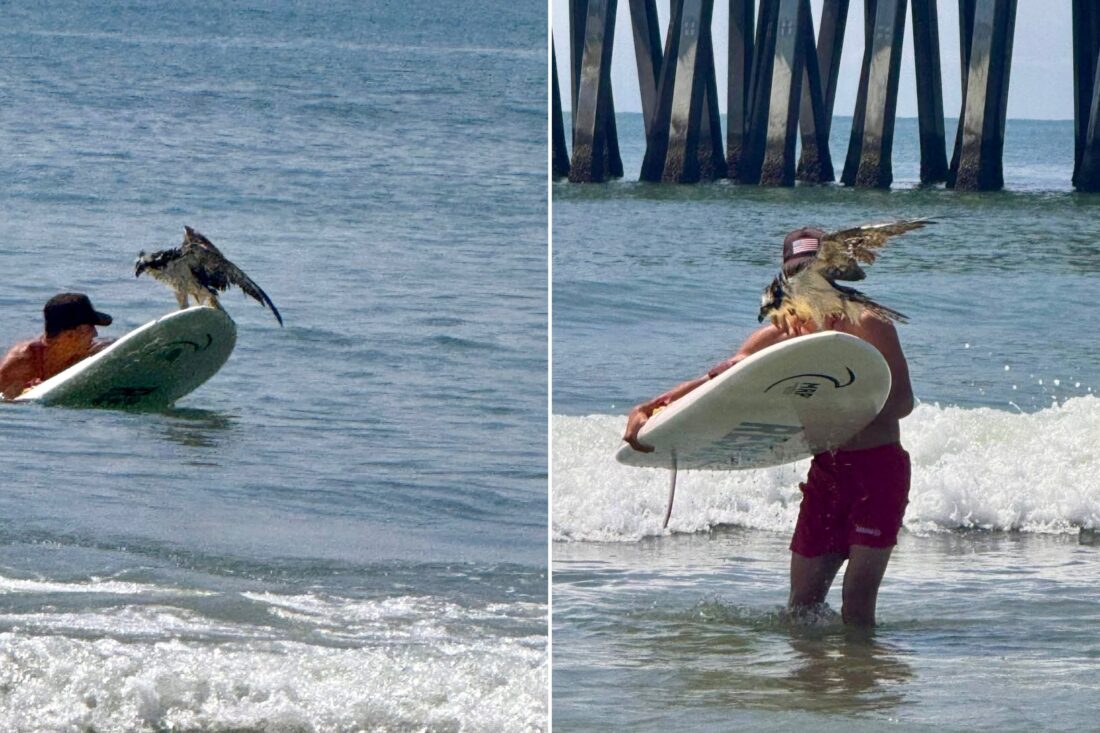 A collage of a osprey riding a board with a person taking it in