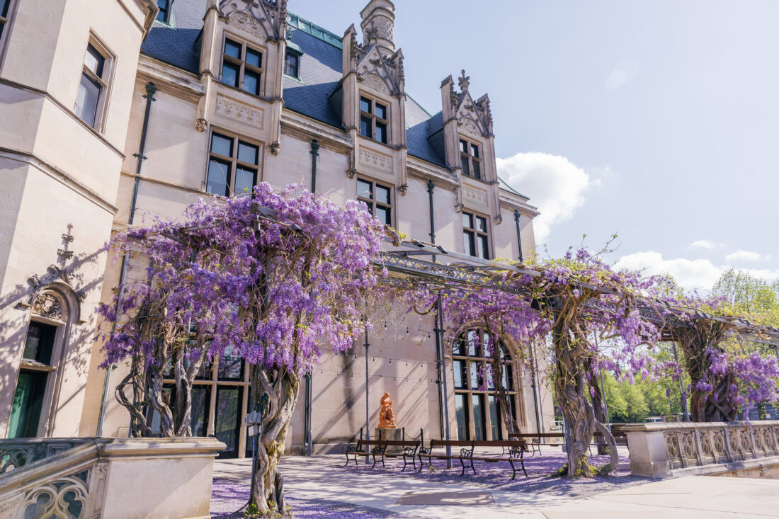 Wisteria blooming outside the Biltmore Estate