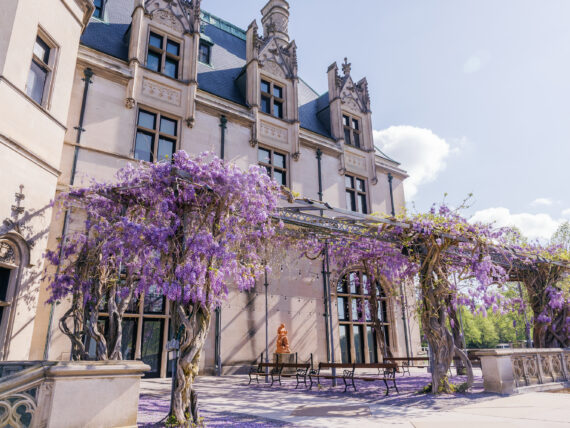 Wisteria blooming outside the Biltmore Estate