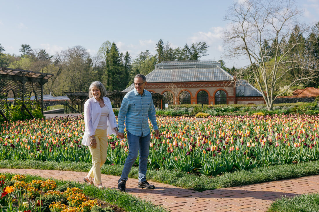People walk through a tulip garden