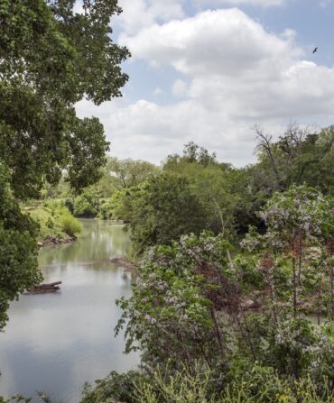 A river flanked by plants