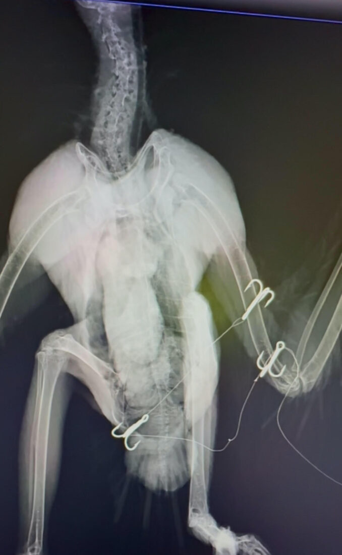 An x-ray of a bird with three hooks