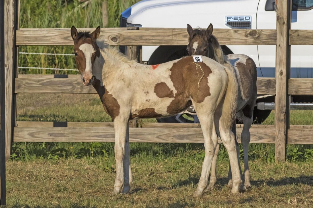A brown and white baby pony