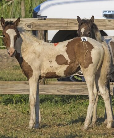 A brown and white baby pony