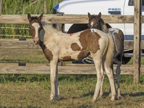 A brown and white baby pony