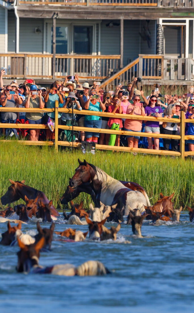 People watch ponies swim in water