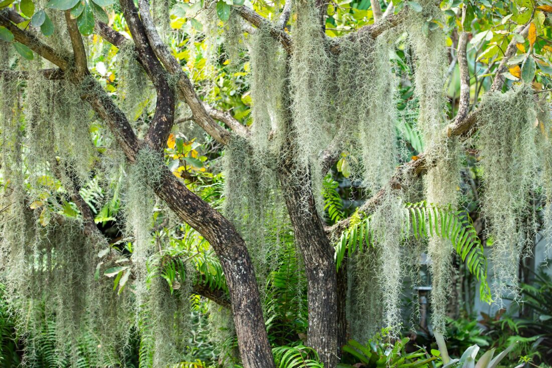 spanish moss on a tree