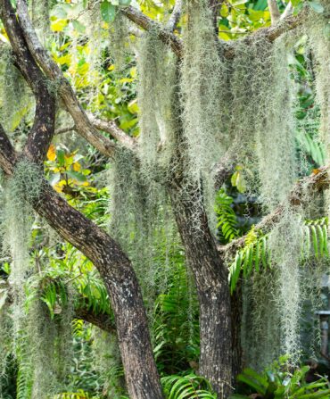 spanish moss on a tree