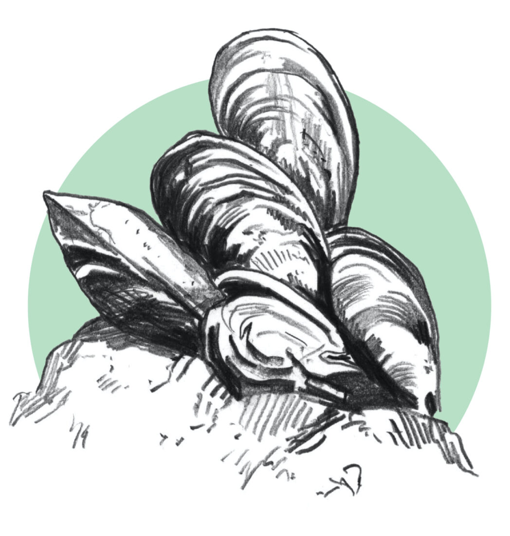 An illustration of mussels