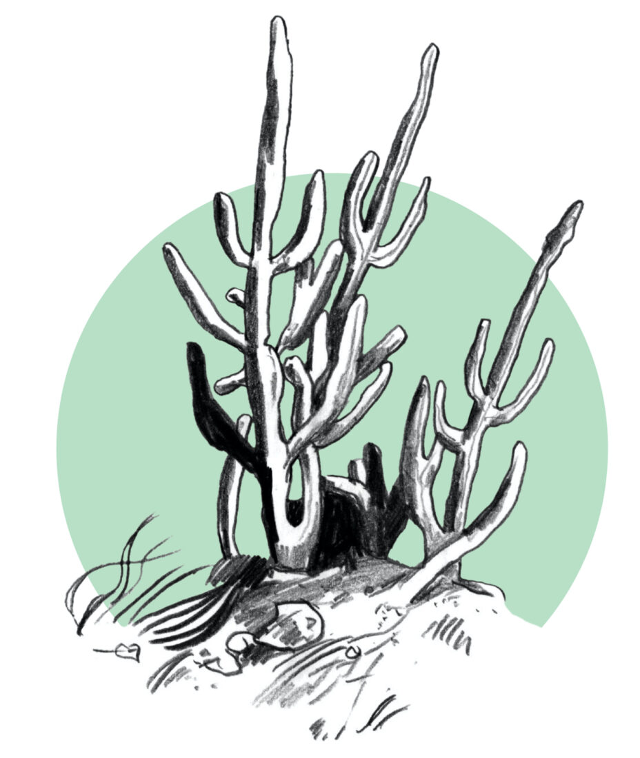 An illustration of sea beans