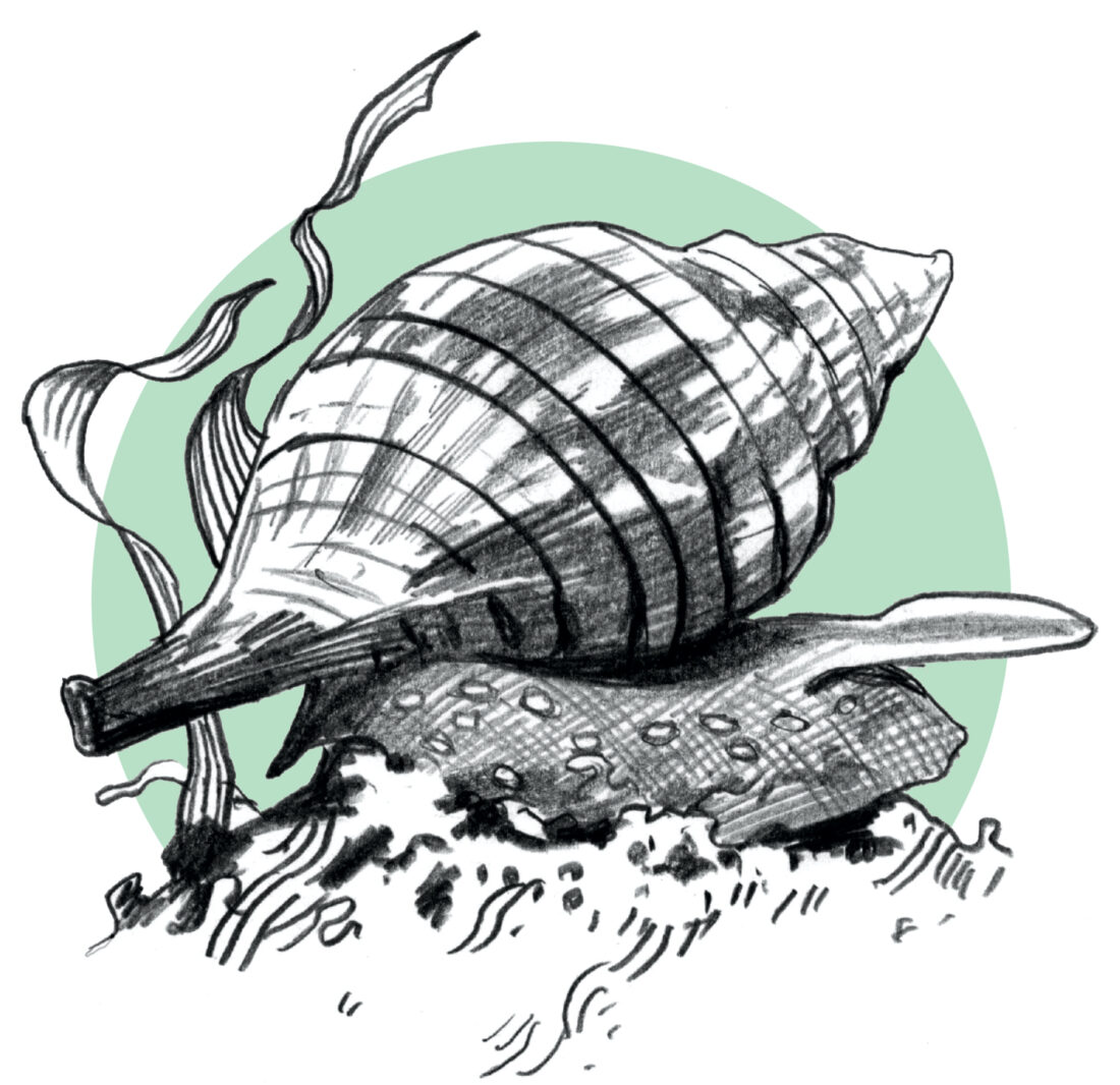 An illustration of a tulip snail