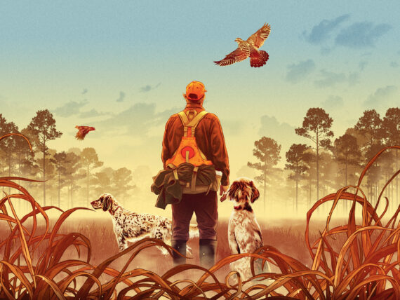 An illustration of a hunter in a quail field with two spotted dogs