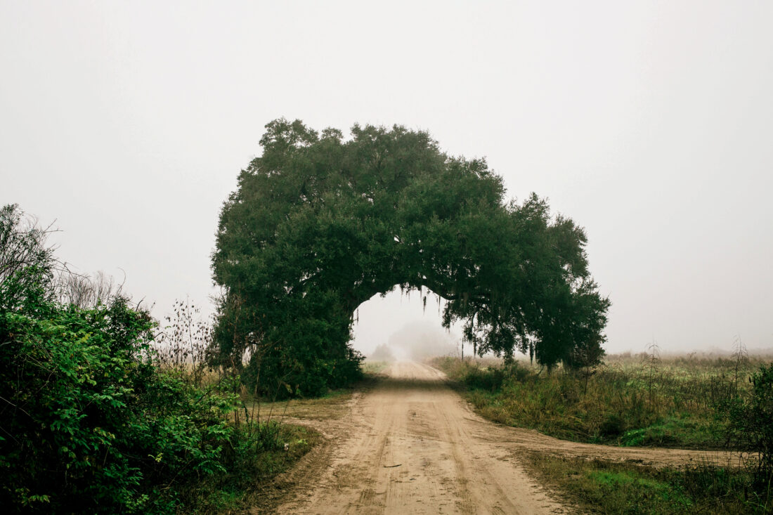 A live oak arches over a dirt road