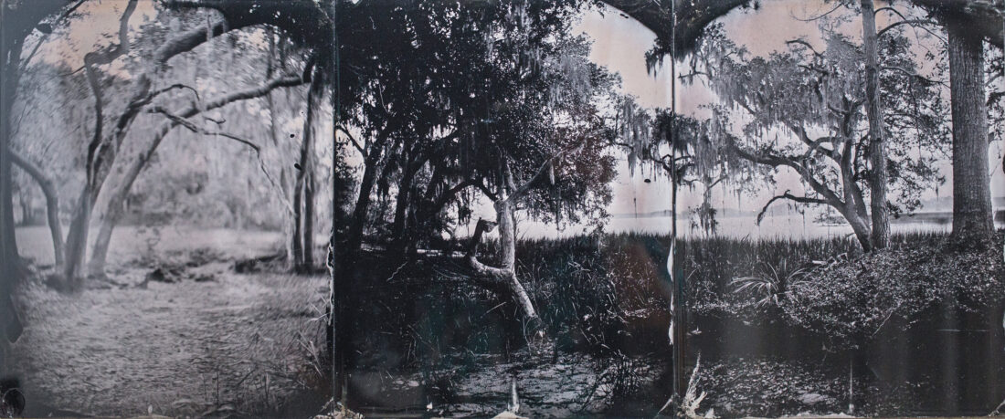 A panorama in a black and white antique photo process of a landscape with trees and tall grass