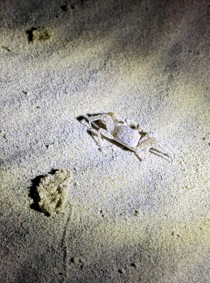 A ghost crab on the sand