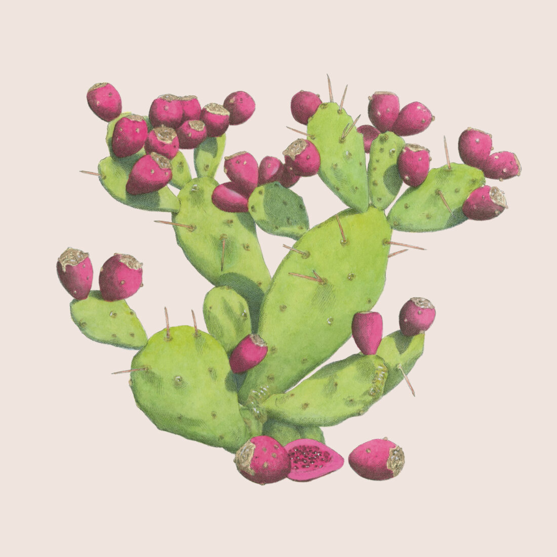 prickly pear cactus illustration