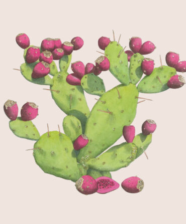 prickly pear cactus illustration