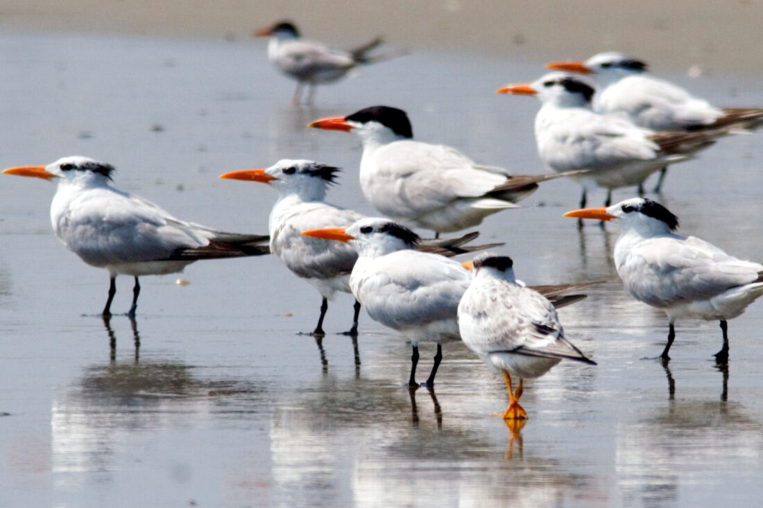 A group of lesser crested terns on the beach shore