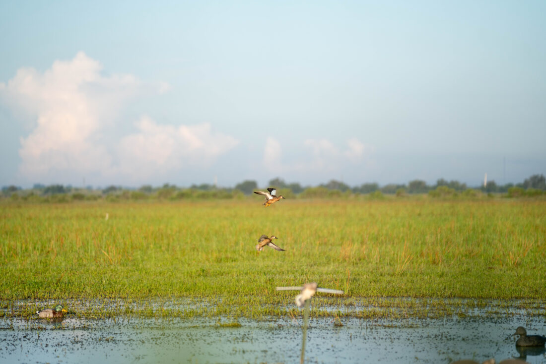 Saturday morning—the opening day of teal season.