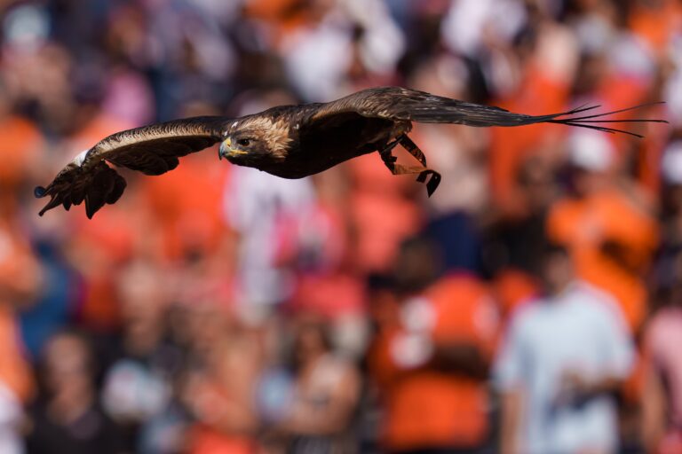 Auburn War Eagle