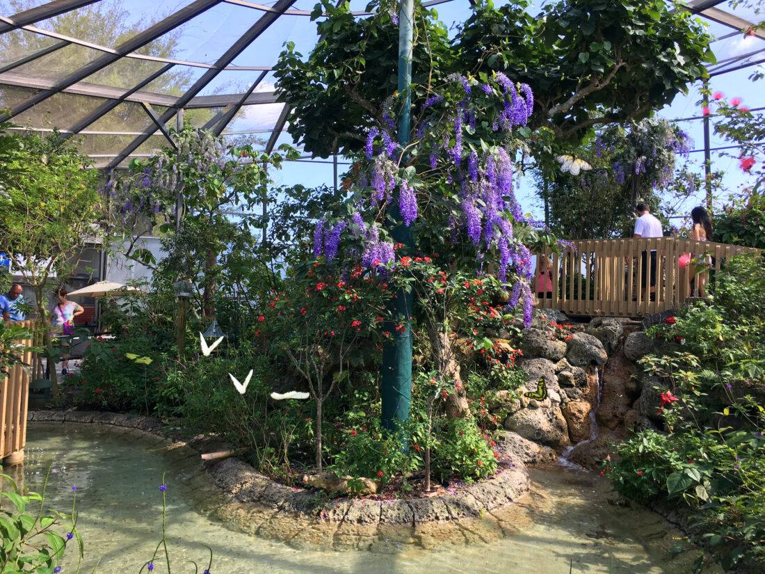 A tropical rainforest garden