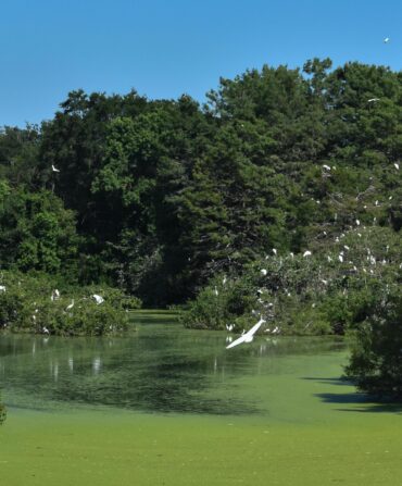 Birds crowd the cypress trees and branches hanging over the water.