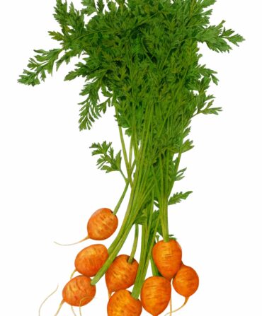 Thumbelina carrots
