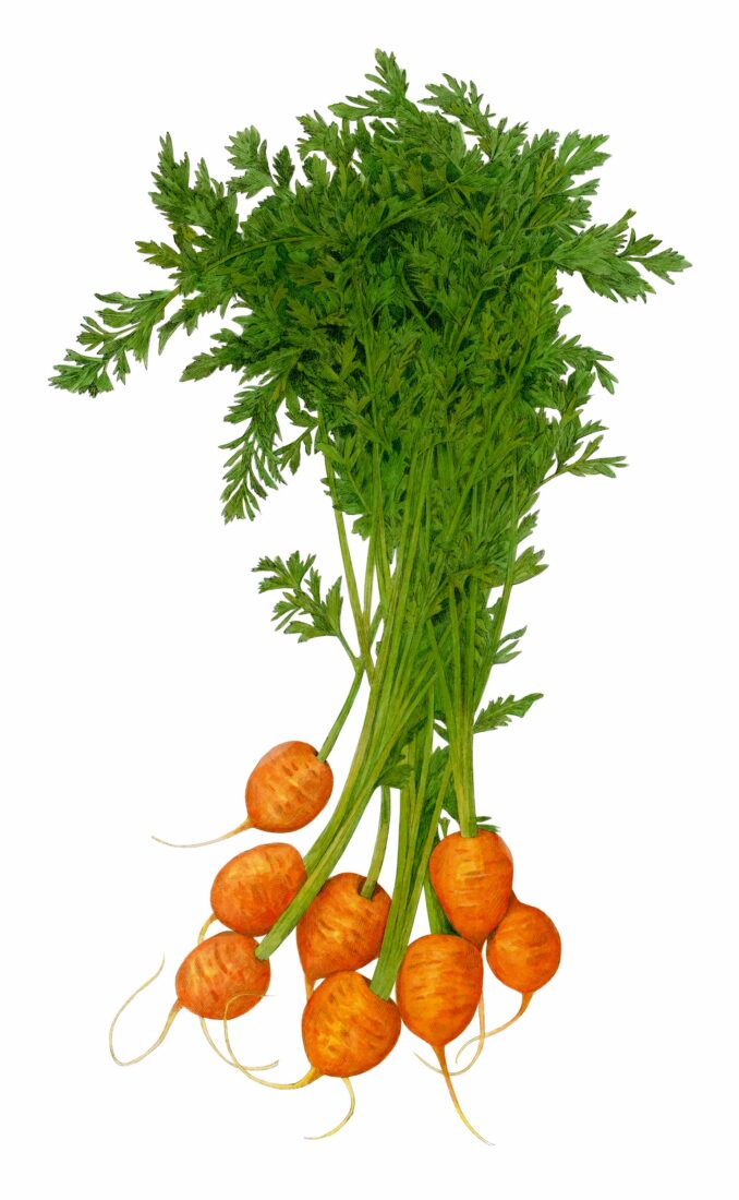 Thumbelina carrots