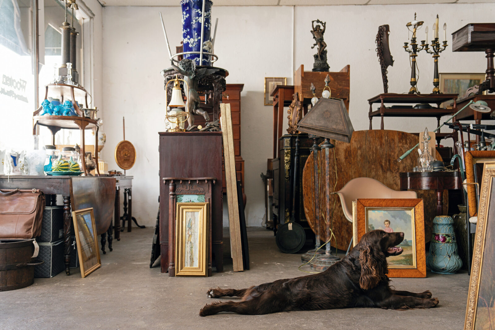 A dog lays in front of antique goods