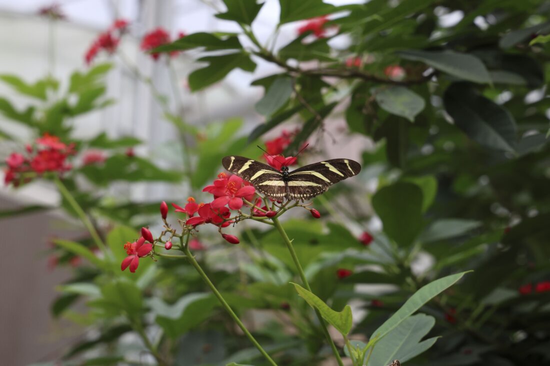 A zebra longwing butterfly
