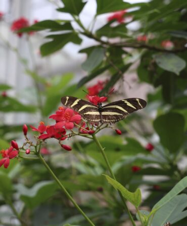 A zebra longwing butterfly