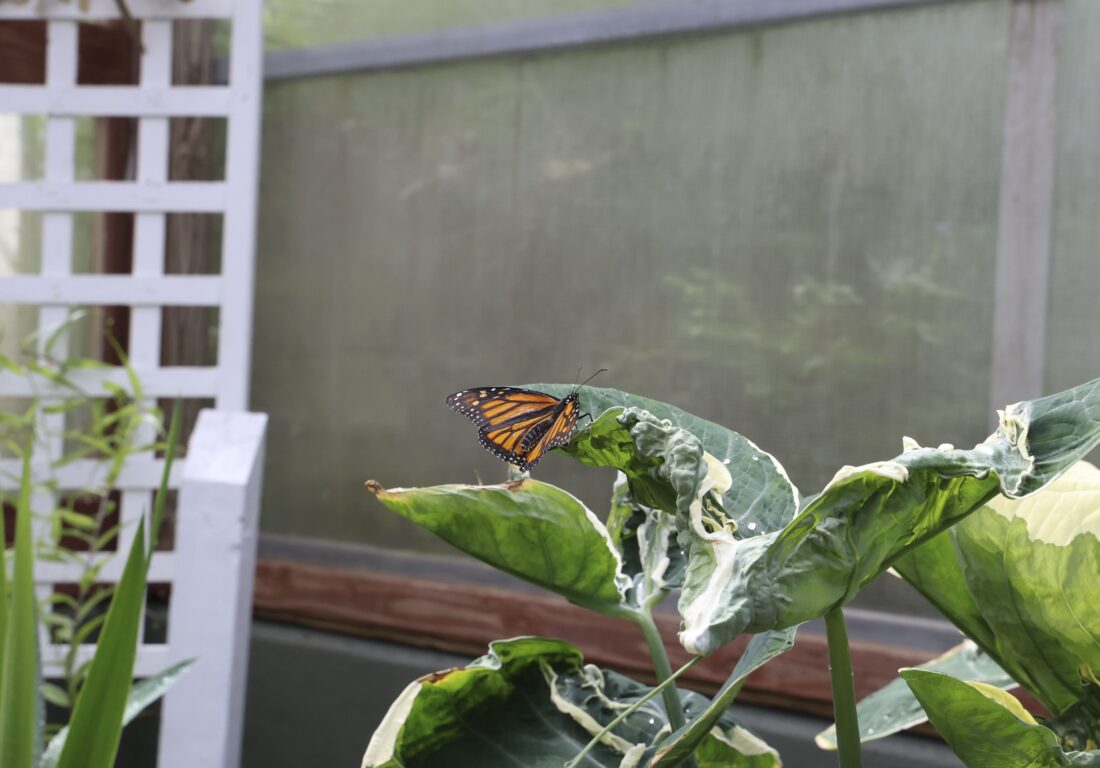 A monarch on a leaf