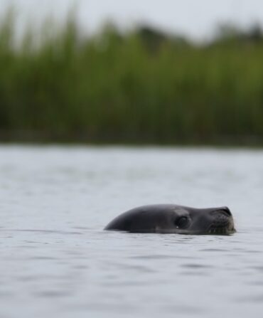A seal in water