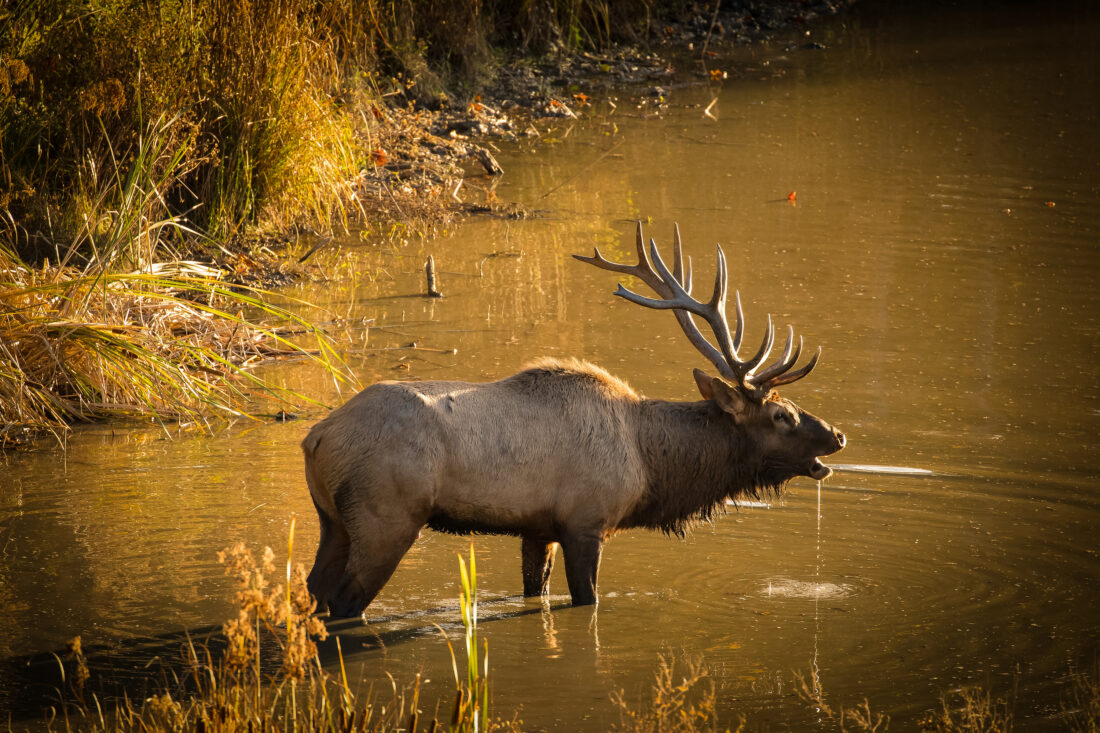 A male elk bugeling