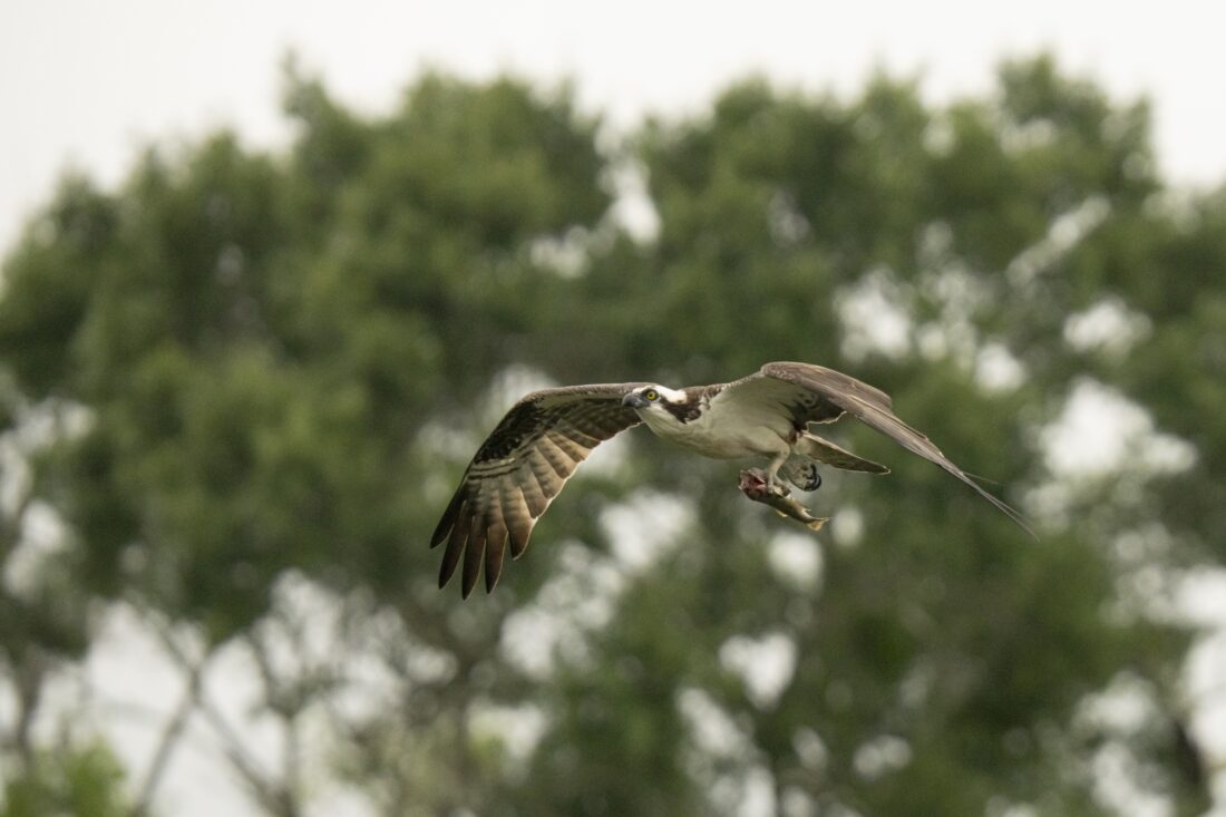 osprey