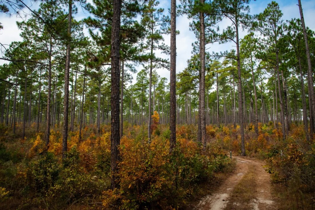 a forest