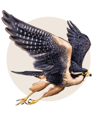 An illustration of a falcon