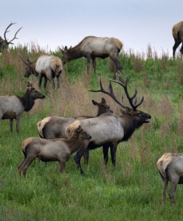 Elk in a field