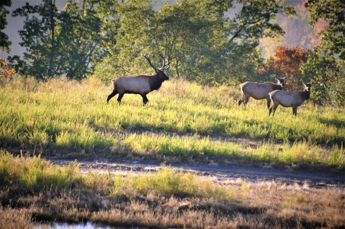 A group of elk