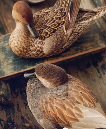 Two hyper realistic duck decoys